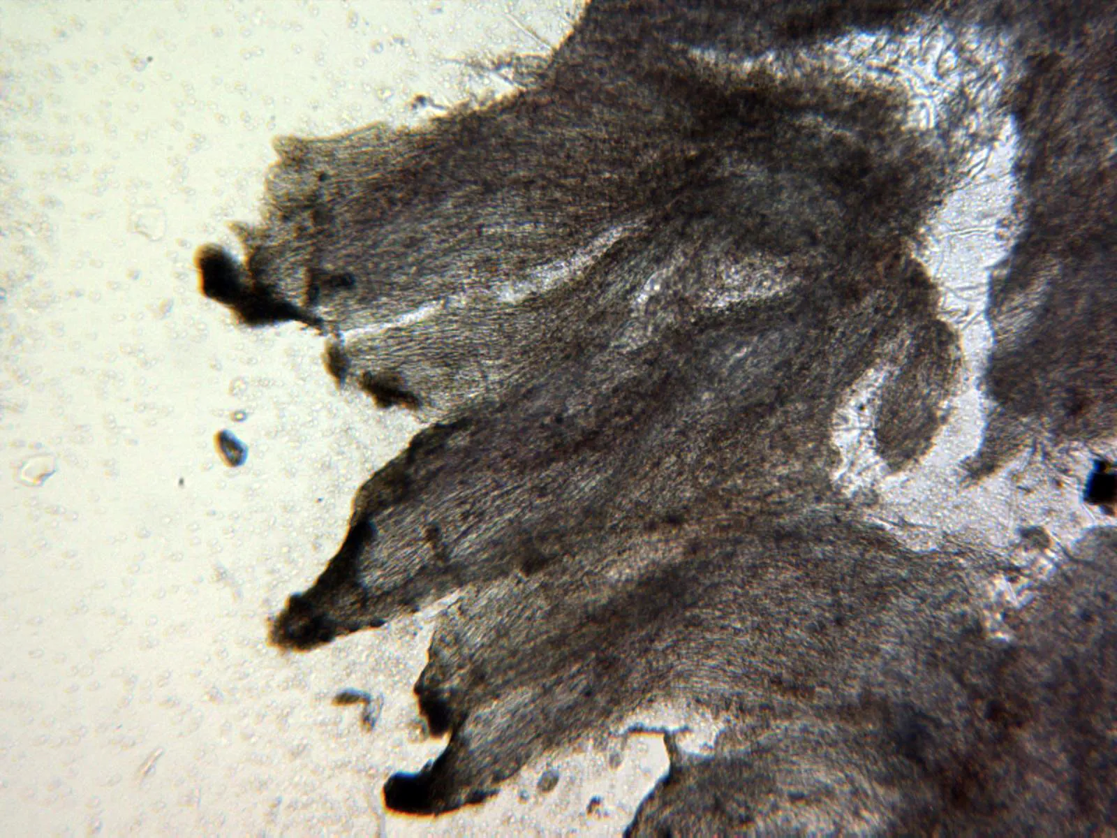 Microscopía de Postia ptychogaster - 10 - X 100